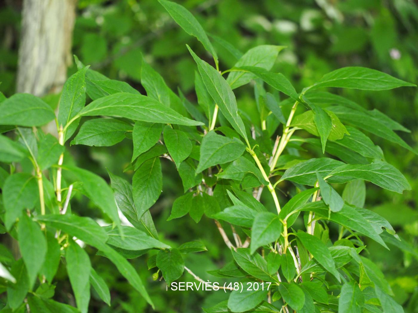 Honeysuckle, Alpine plant